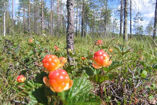 Rovaniemi: Insider Summer Berry and Mushroom picking experience