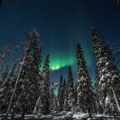 Iltaporosafari arktisen taivaan alla - Image 2