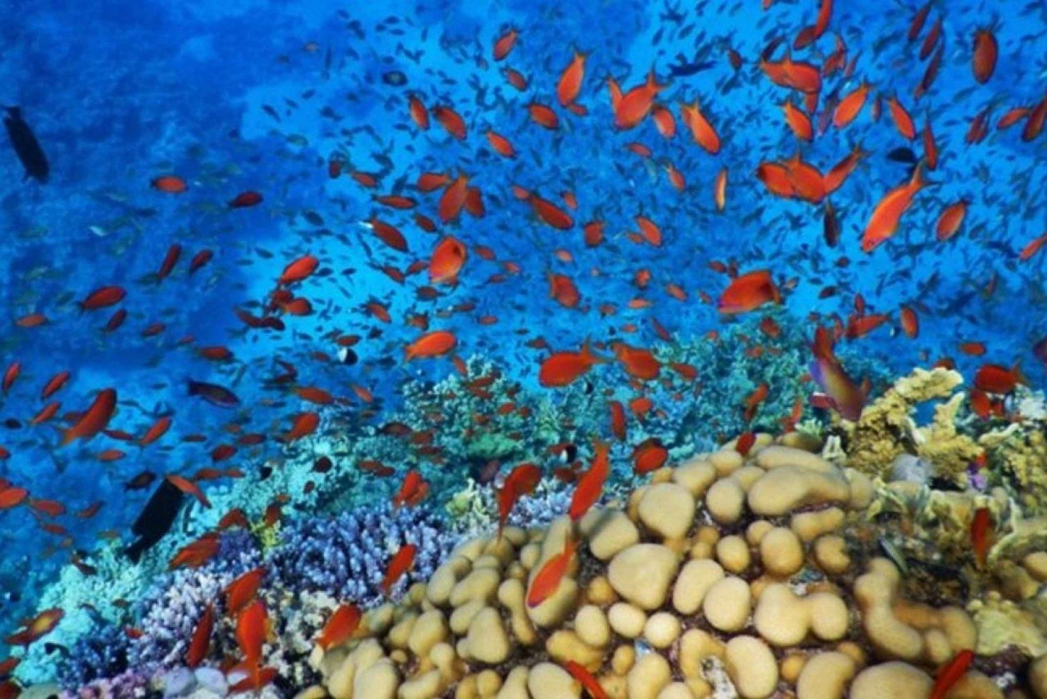 geniet van snorkelen tijdens een speedboottocht