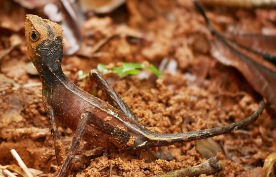 Sinharaja Rain Forest Day Tour From Colombo