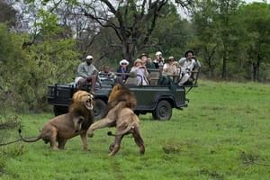 Cape Town Private Tour: Inverdoorn Game Reserve Safari