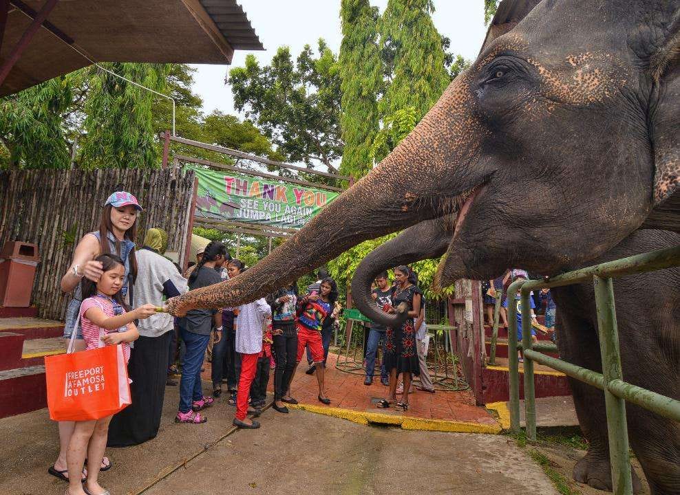 لحظة لا تُنسى! استمتع بتجربة فريدة من نوعها بإطعام الفيلة العملاقة الودودة