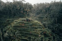 Ceking Rice Terrace
