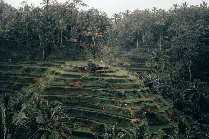 Ceking Rice Terrace