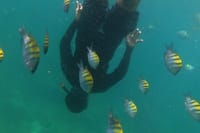 unparalleled snorkeling