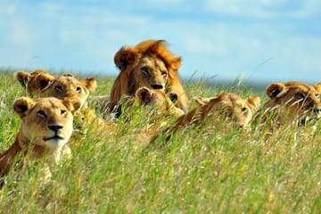 4-Day Shared Budget Safari in Masai Mara from Nairobi