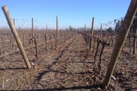 Private Casa Blanca Valley Wine Experience from Santiago 5