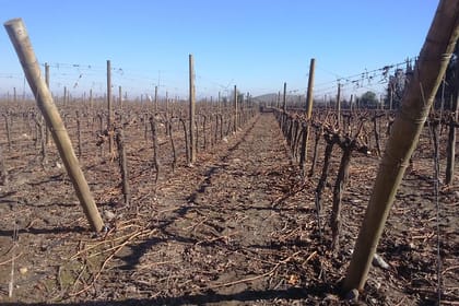 Private Casa Blanca Valley Wine Experience from Santiago