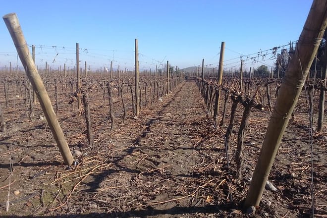 Private Casa Blanca Valley Wine Experience from Santiago 5