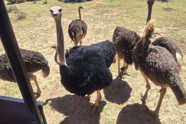 Cape Town Aquila Game Reserve Big 5 Sunset Safari with Transport