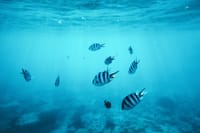 Mnemba Island Private Boat – Snorkel & Dolphin Adventure 10