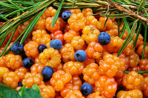 Rovaniemi: Mushrooms & Wild Berries Picking Tour - Small Group