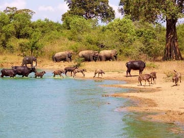 Udawalawe-National-Park-Safari-From-Colombo-or-Negombo-1
