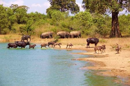 Udawalawe National Park Safari: Exciting Wildlife Adventure from Colombo & Negombo