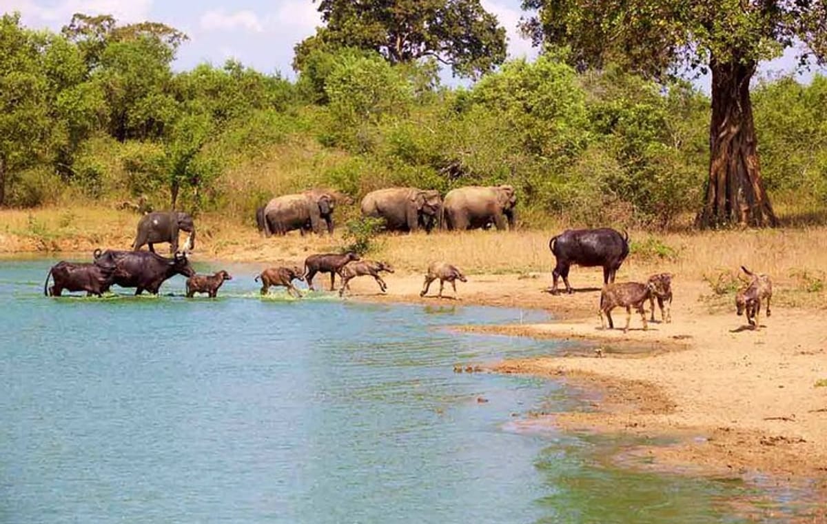 Udawalawe National Park Safari From Colombo or Negombo