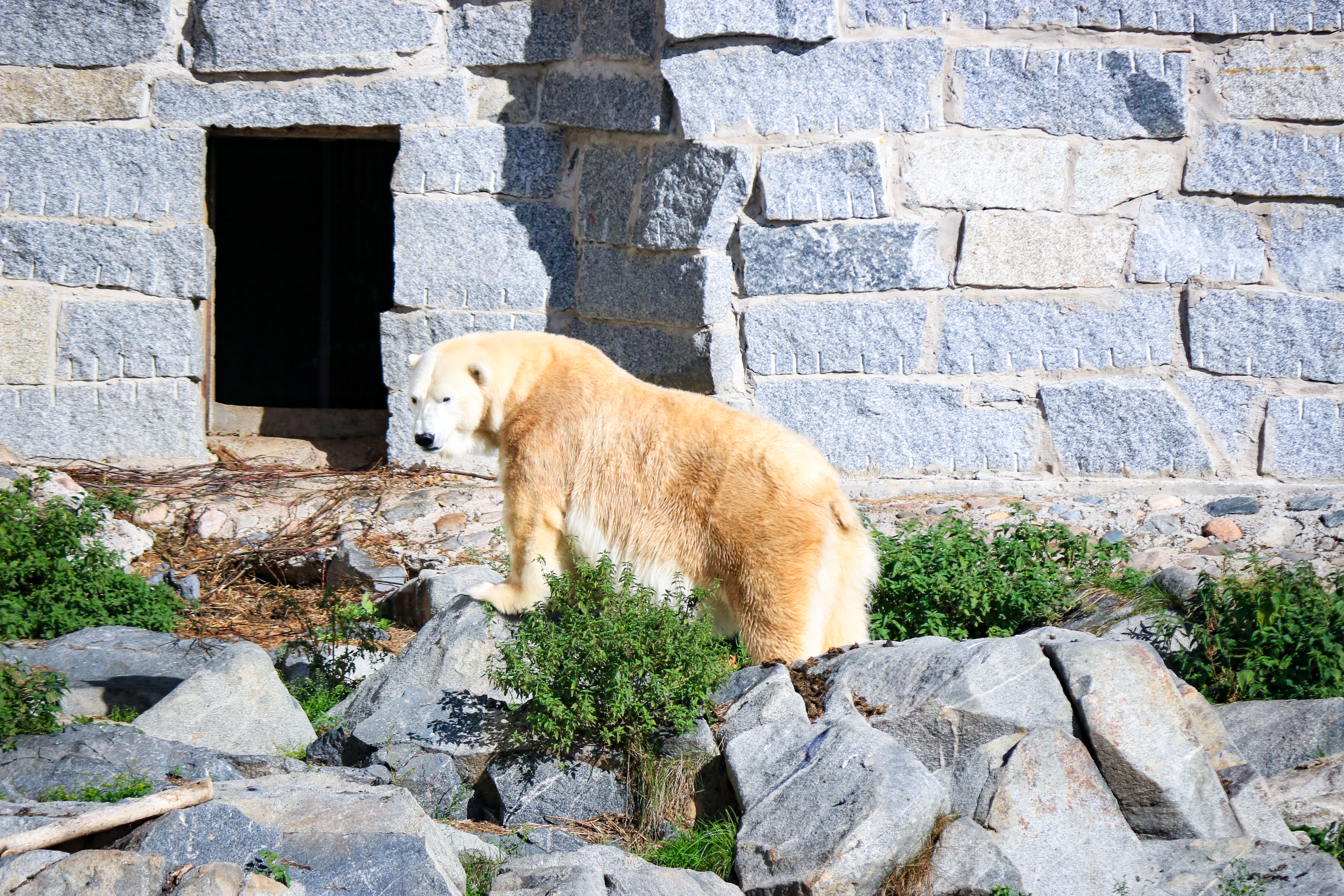Polar bear in Ranua Wildlife Park