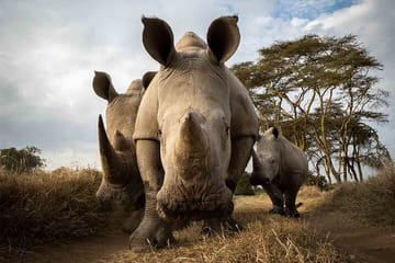 5 Days Masai Mara with Lake Nakuru and Naivasha Tour by 4×4 Jeep