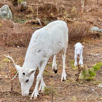 Midnight Sun E-Fat Bike & Reindeer Experience - Image 6