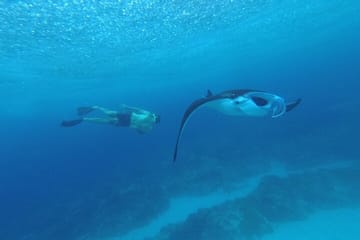 Full-Day Snorkeling Tour in Nusa Penida from Denpasar