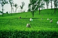 Day Trip to Horton Plains and Tea Estate in Nuwara Eliya  7
