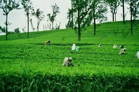 Day Trip to Horton Plains and Tea Estate in Nuwara Eliya  7