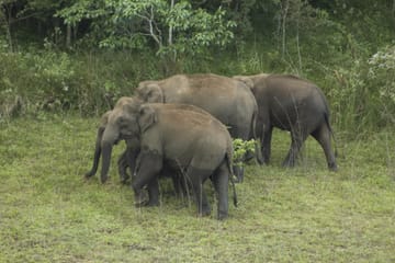 Kerala Tea Plantations and Backwaters Tour from Cochin
