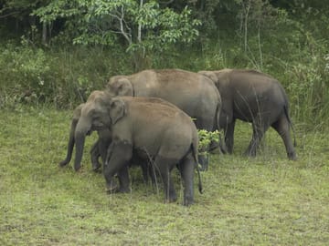 Kerala Tea Plantations and Backwaters Tour from Cochin
