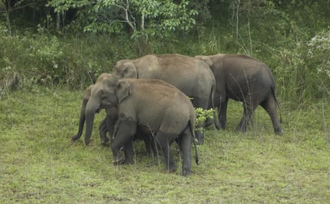 Kerala Tea Plantations and Backwaters Tour from Cochin