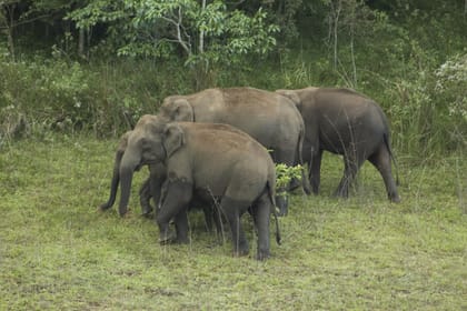Kerala Tea Estate, Backwater & Marari Beach Tour