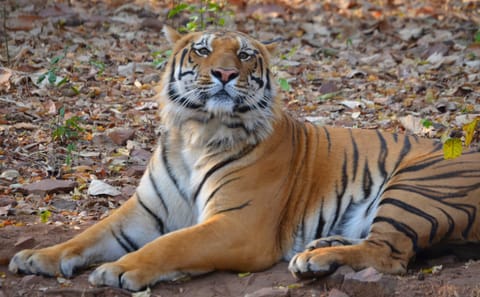 Wildlife Safari and Cultural Tour in Central India