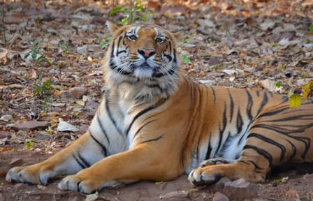 Wildlife Safari and Cultural Tour in Central India