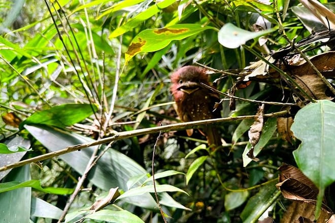 Sinharaja Rain Forest Tour from Colombo 10