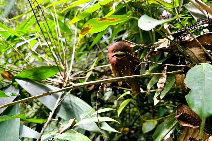Sinharaja Rain Forest Tour from Colombo 10