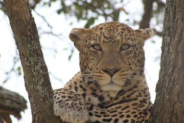 Big Five Luxury Safari in Tanzania