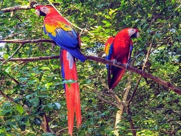 Opportunity to learn about macaws, parrots and more birds at the eco-park