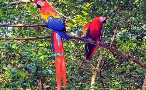 Private Nature and Culture Tour in Roatan, Honduras