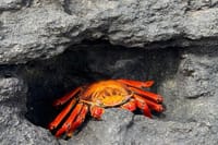 Galapagos Crab