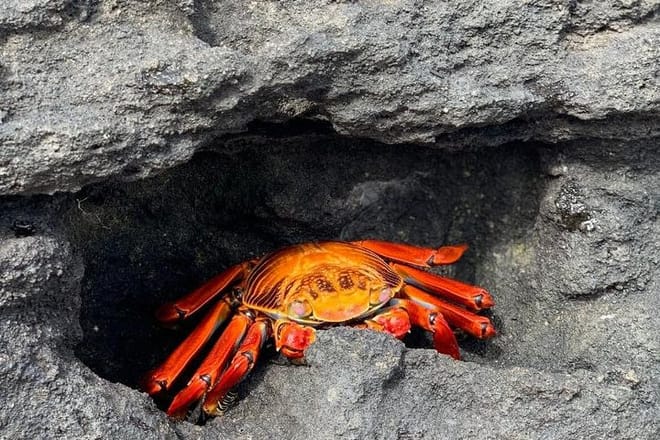Galapagos Crab