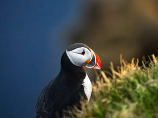 3 Day - Westfjords Highlights Adventure, photo 13