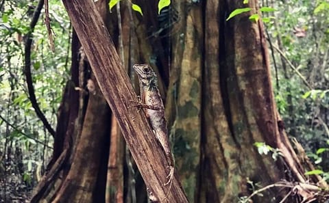 Wild Wonders Of Sri Lanka | 7 Days
