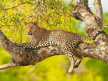 Exclusive Big Five Safari with Wine Tasting & Lunch