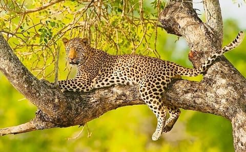Exclusive Big Five Safari with Wine Tasting & Lunch