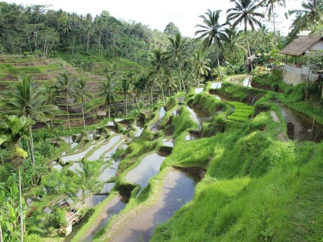 Bali: Best of Jungle Swing with Ubud Sightseeing Tour  4