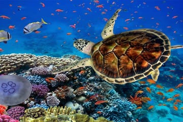 Snorkeling Adventure at Marsa Mubarak in Marsa Alam