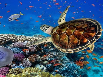 Snorkeling Adventure at Marsa Mubarak in Marsa Alam