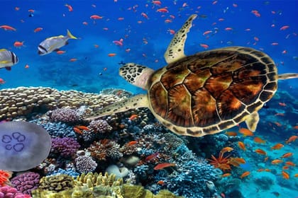 Marsa Mubarak Snorkeling Trip