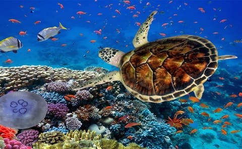 Snorkeling Adventure at Marsa Mubarak in Marsa Alam