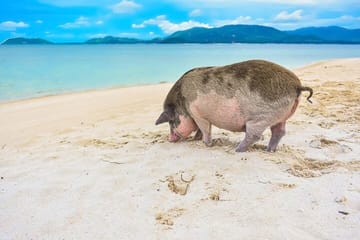Private Speedboat Adventure to Koh Madsum and Koh Tan