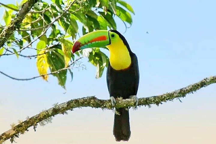 Curicancha Birdwatching Adventure: Spot Exotic Birds & Wildlife