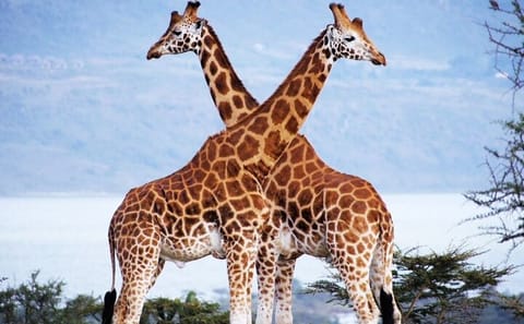 Nairobi National Park and Wildlife Experience Tour